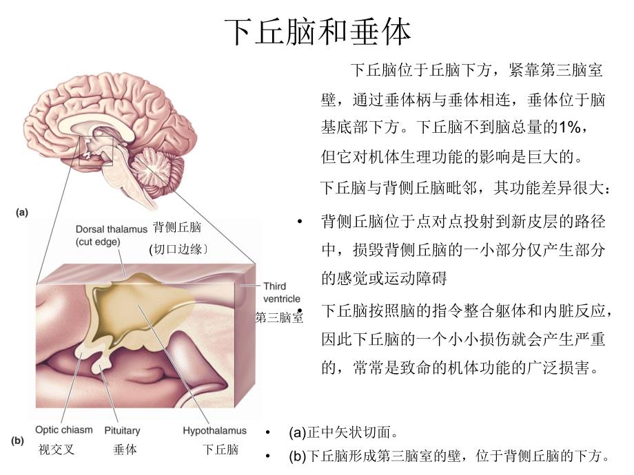 脑和行为的化学调控动机情绪课件_第4页