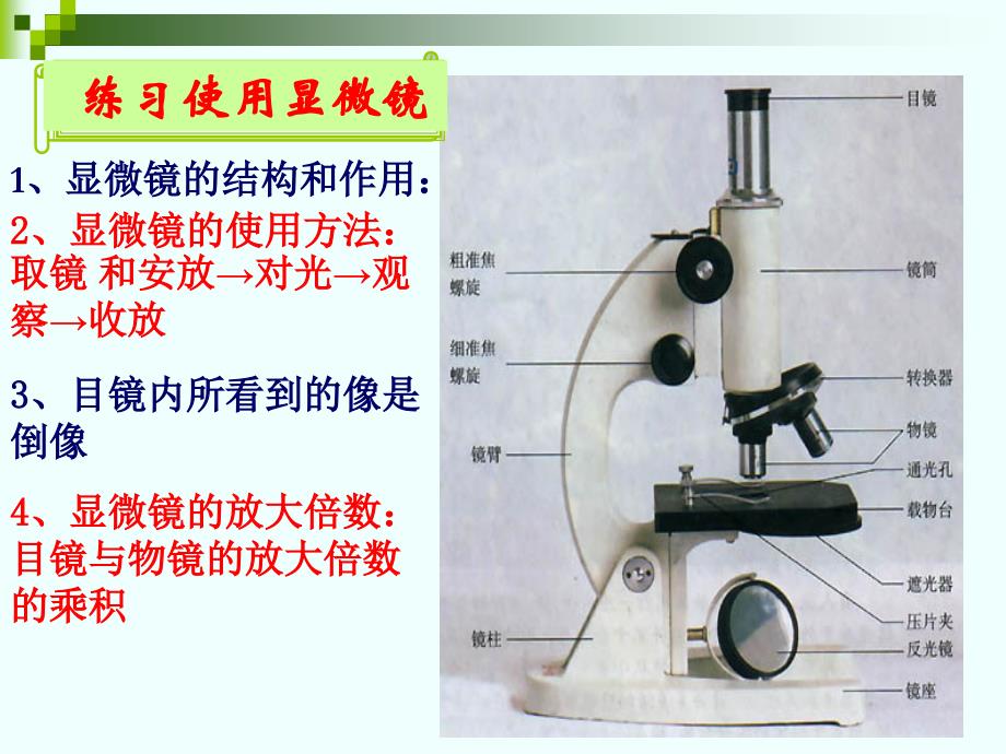 2013新人教七年级上册生物第二单元复习_第3页