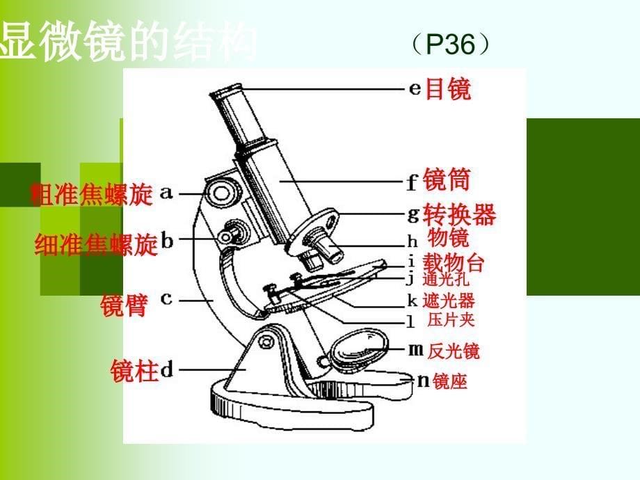 2013新人教七年级上册生物第二单元复习_第5页