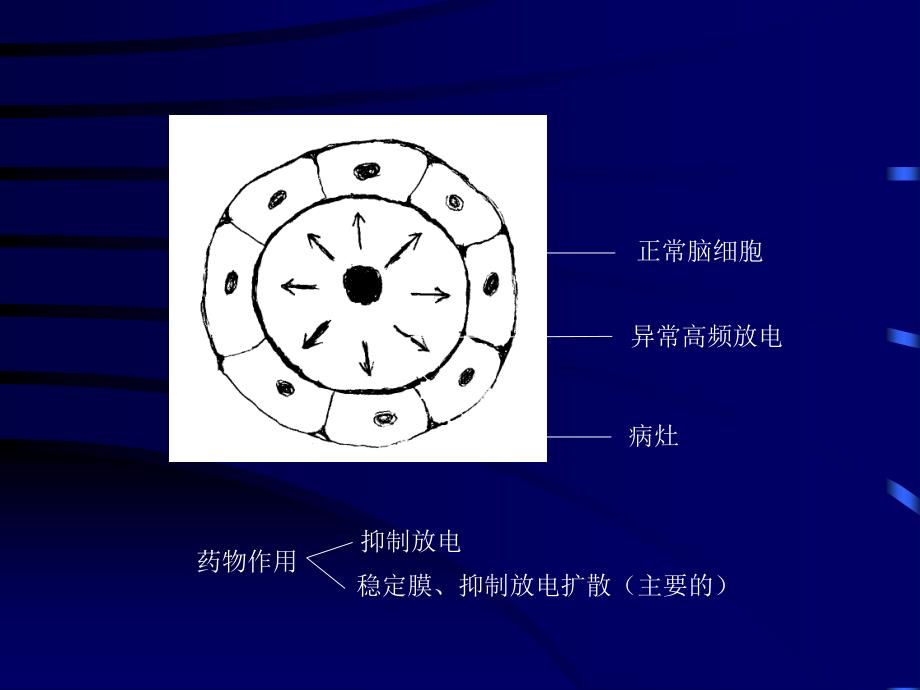 药理学课件名师名校第15章  抗癫痫药和抗惊厥药_第2页