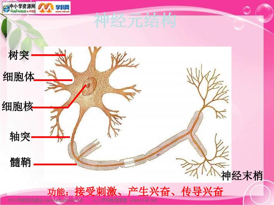 苏科版生物八上第1节《人体的神经调节》ppt课件之二最新_第4页