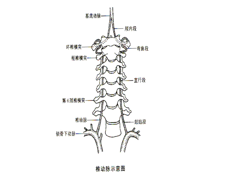 颈椎病康复保健操课件_第4页