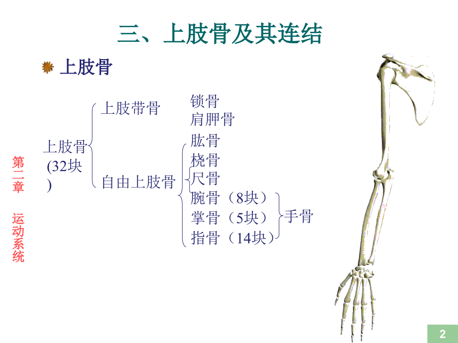 运动解剖学骨的形态观察课件_第2页