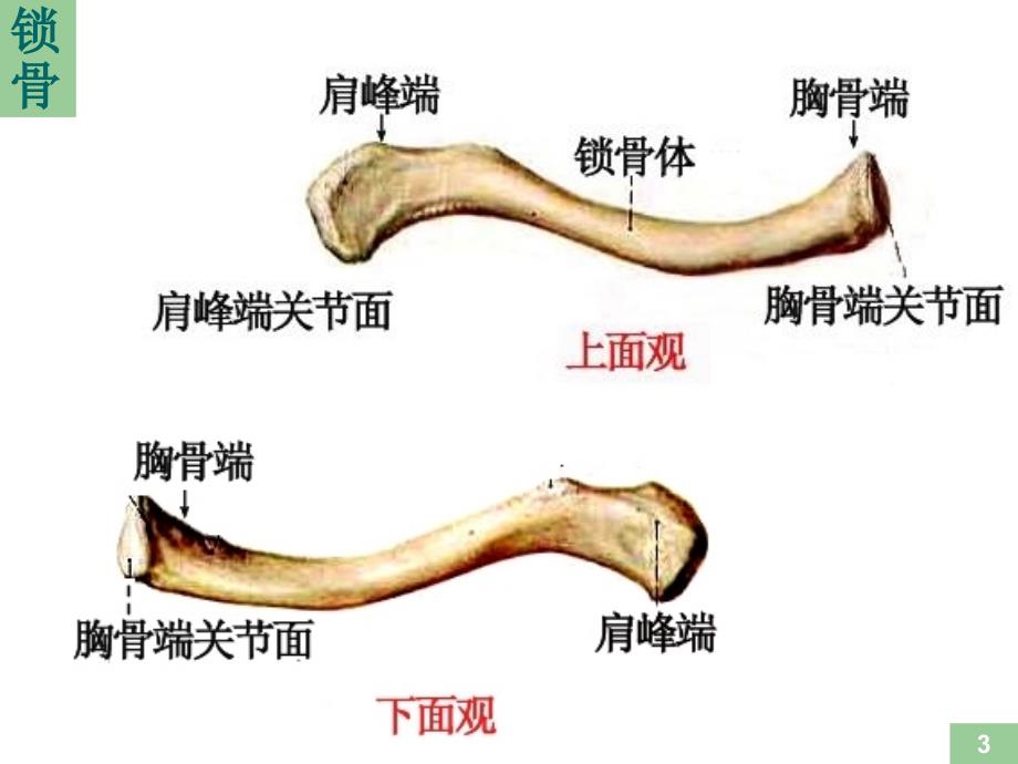 运动解剖学骨的形态观察课件_第3页