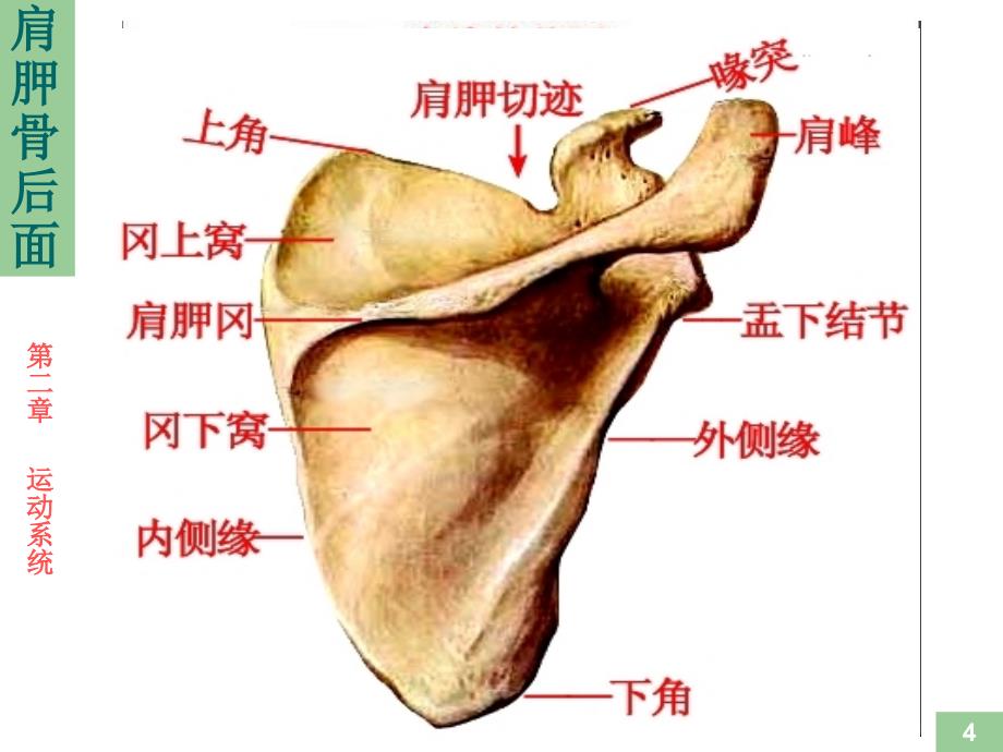 运动解剖学骨的形态观察课件_第4页