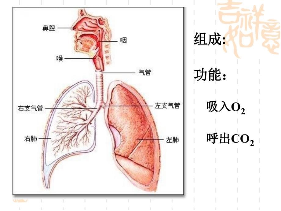 慢性阻塞性肺病_2课件_第5页