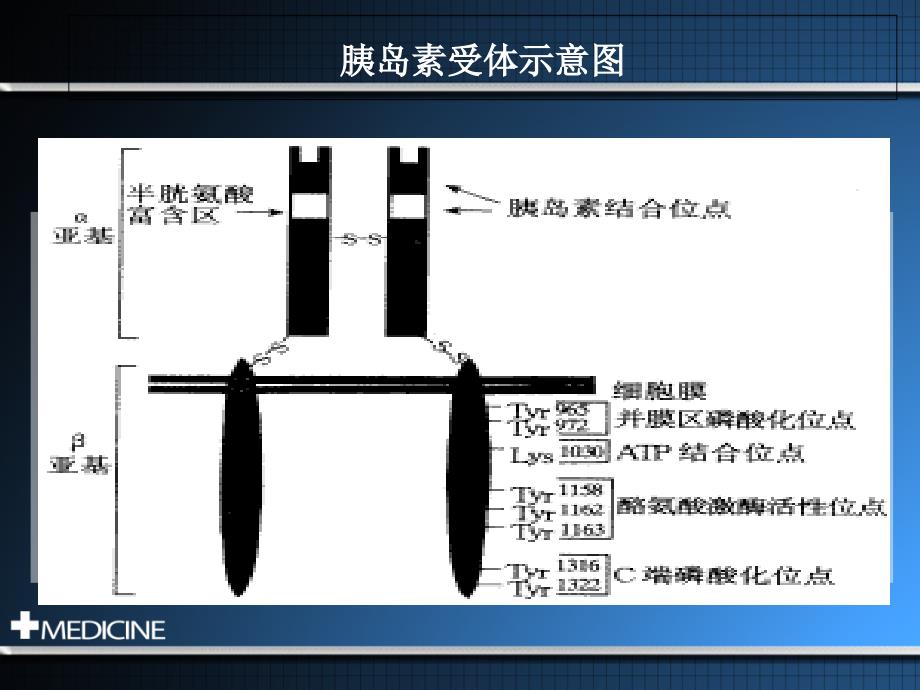 中南大学生化讨论课 胰岛素信号转导途径及与疾病的关系_第4页