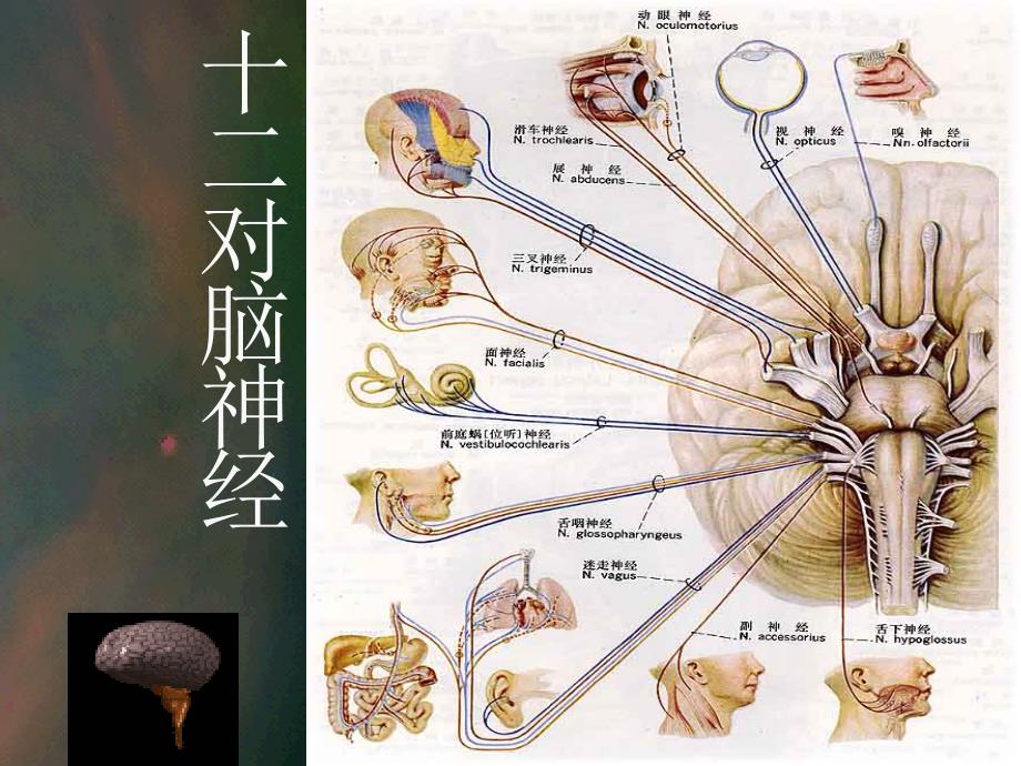 教育第十章神经系统护理学概论课件_第4页