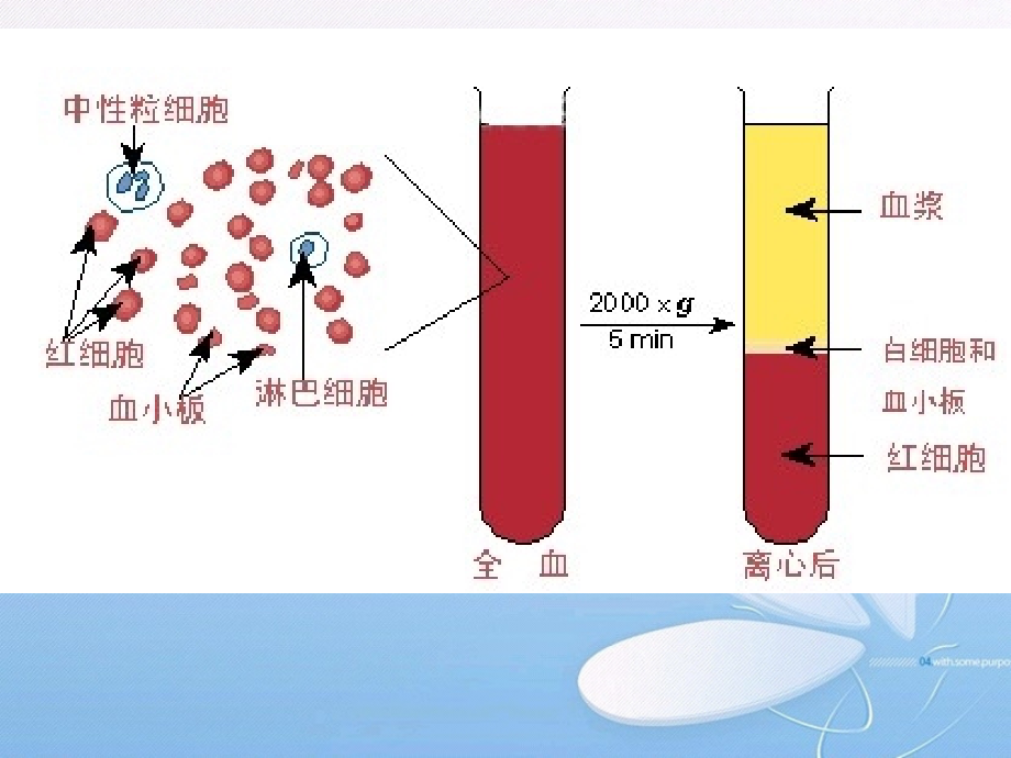 血液系统疾病课件_3_第2页