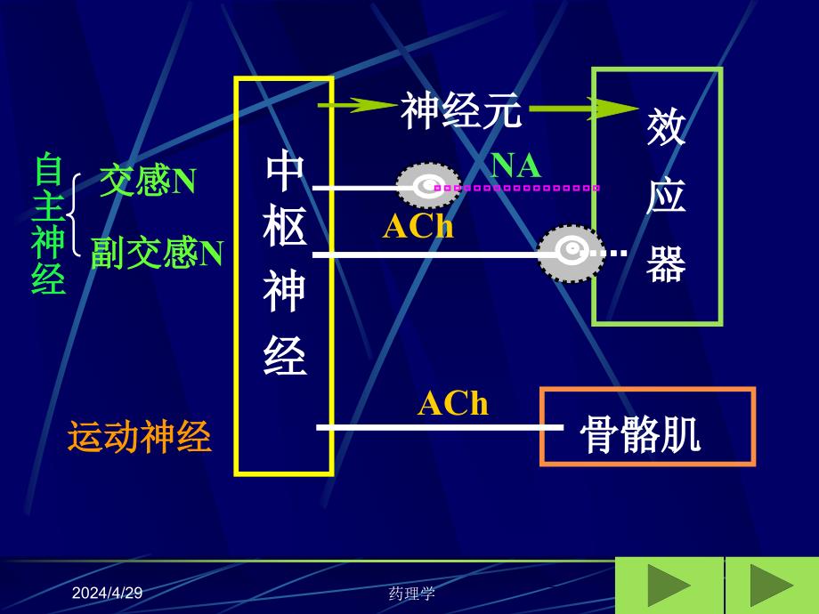 药理学 5传出神经系统药理学概论幻灯片课件_第4页