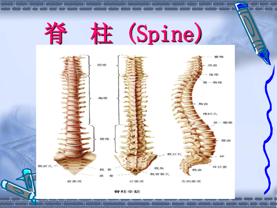 诊断学脊柱与四肢_2课件_第4页