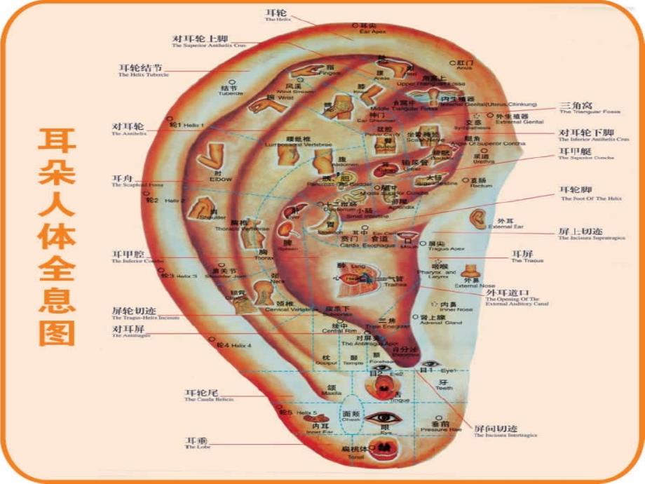 针灸人体穴位图大全pptppt课件_第1页