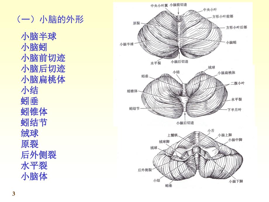 神经系统3小脑人体解剖学ppt课件_第3页