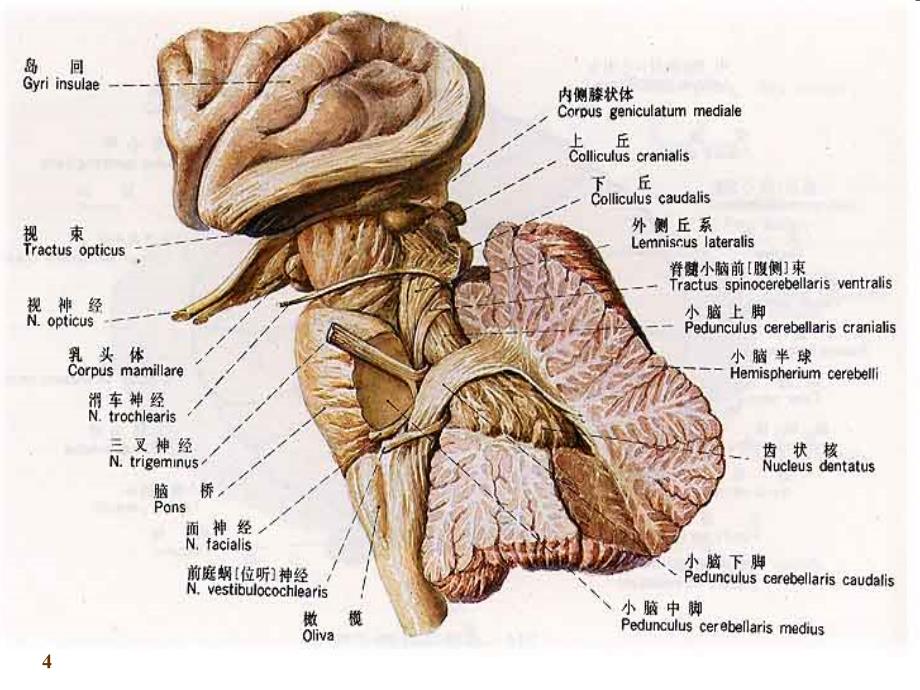 神经系统3小脑人体解剖学ppt课件_第4页