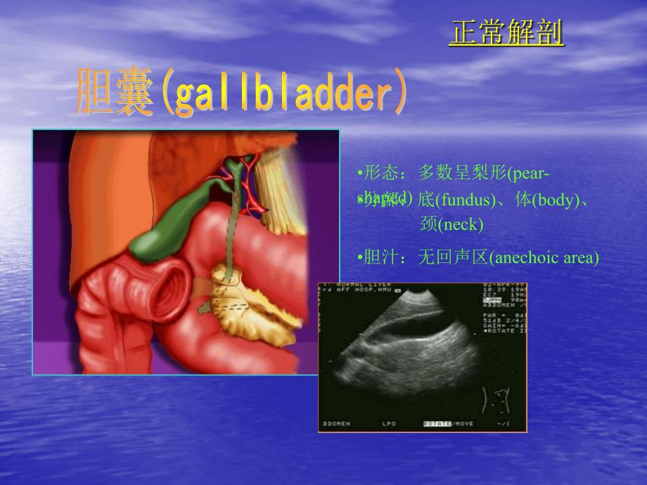 胆系疾病超声诊断课件_第2页