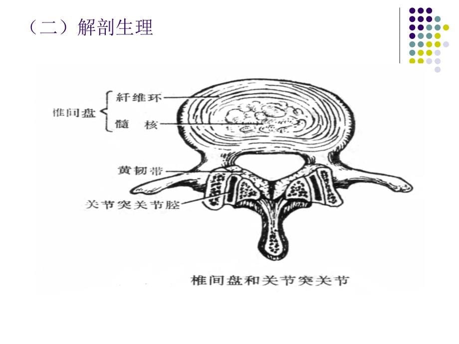 腰椎间盘突出症_2课件_第5页