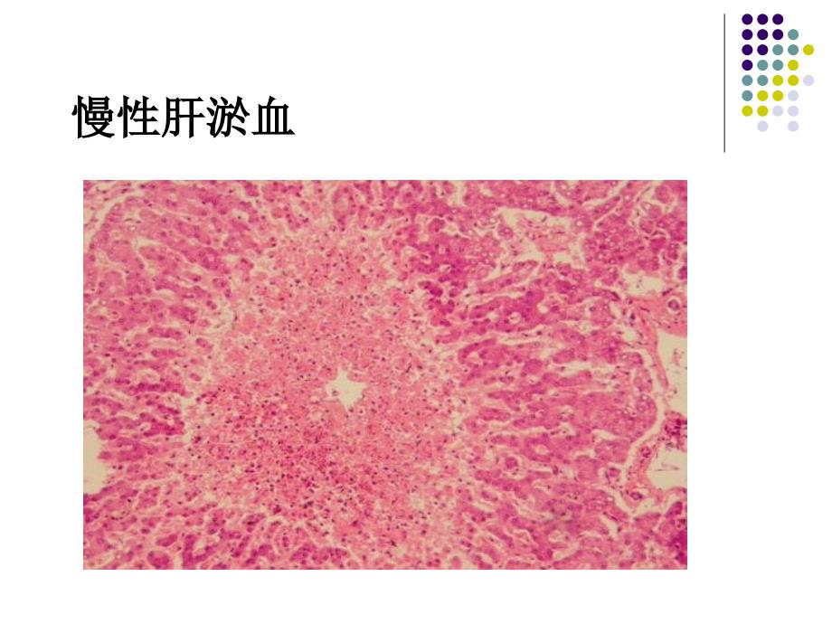 病理标本切片观察高职精要课件_第3页