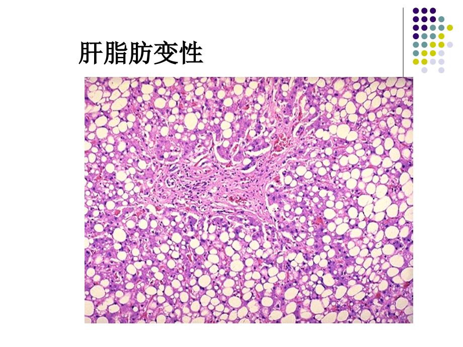 病理标本切片观察高职精要课件_第4页