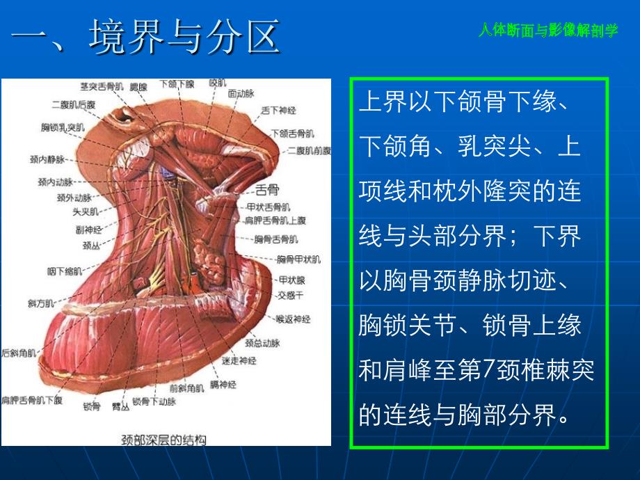 颈部断层解剖学_第4页