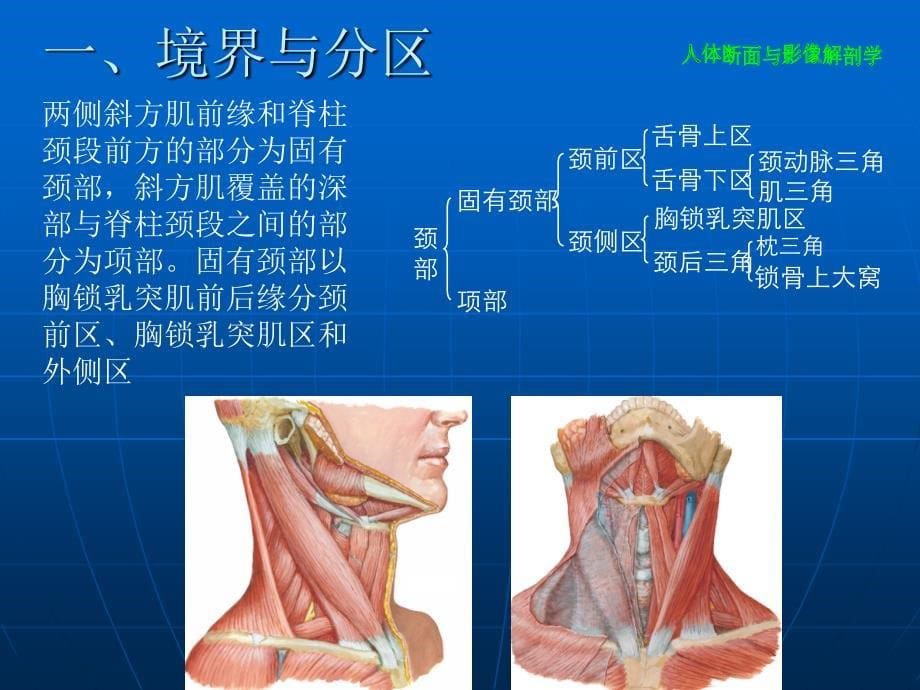 颈部断层解剖学_第5页