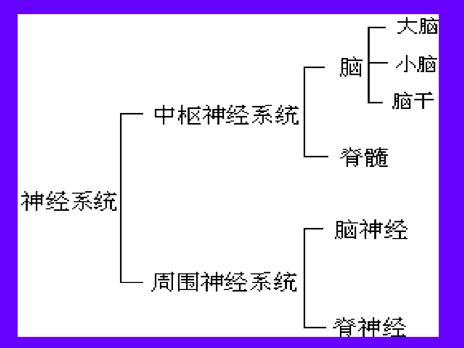 初中生物七年级下册《第二节神经系统的组成》ppt课件_2_第4页