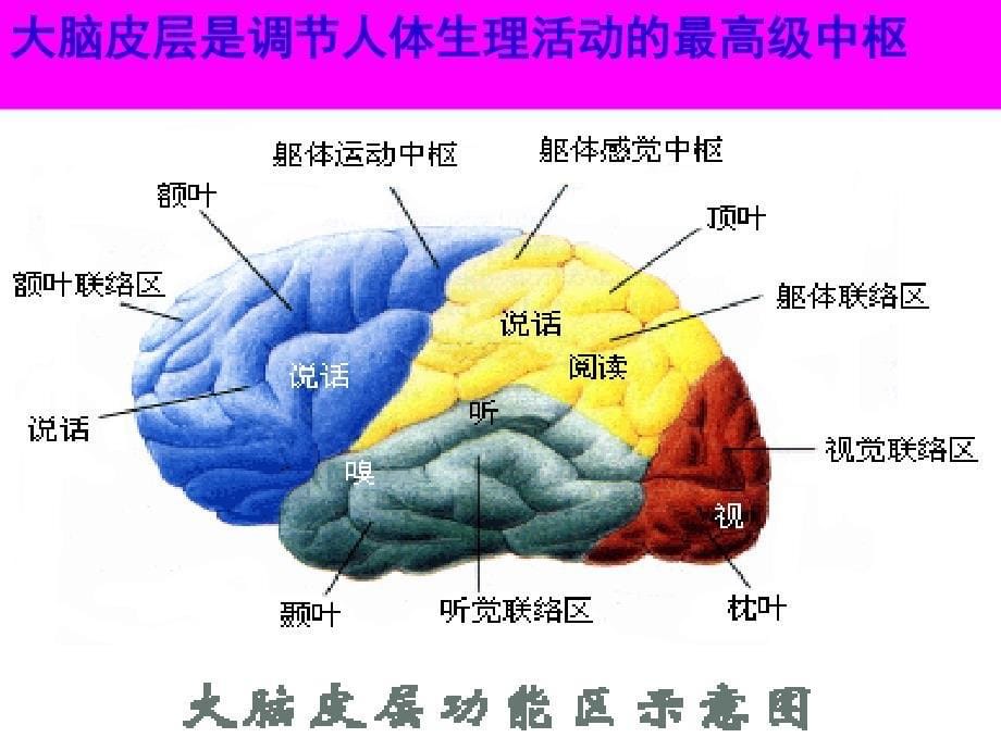 初中生物七年级下册《第二节神经系统的组成》ppt课件_2_第5页