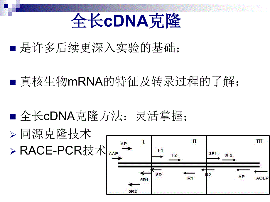 基因引物设计ppt课件_第3页