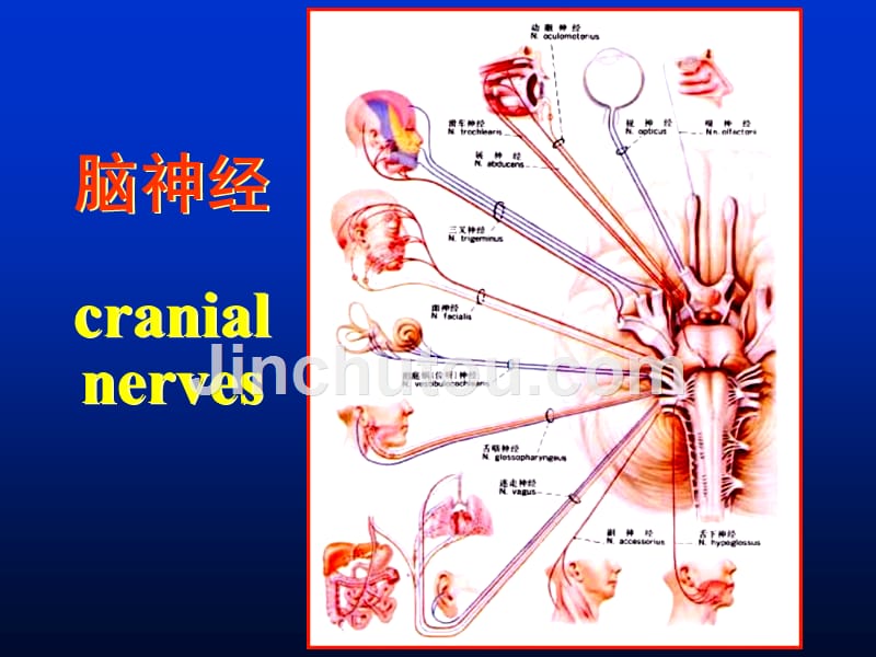 解剖第七课脑神经脑干课件_第1页