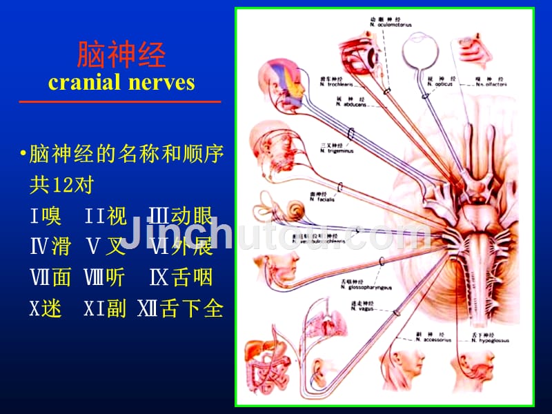 解剖第七课脑神经脑干课件_第3页