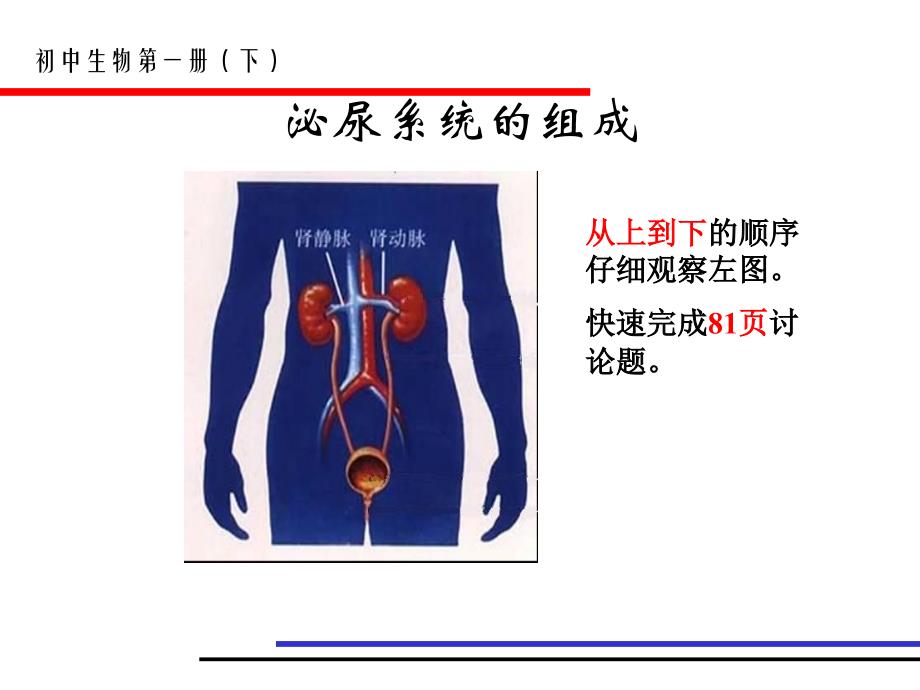 尿的形成和排出_课件_第4页