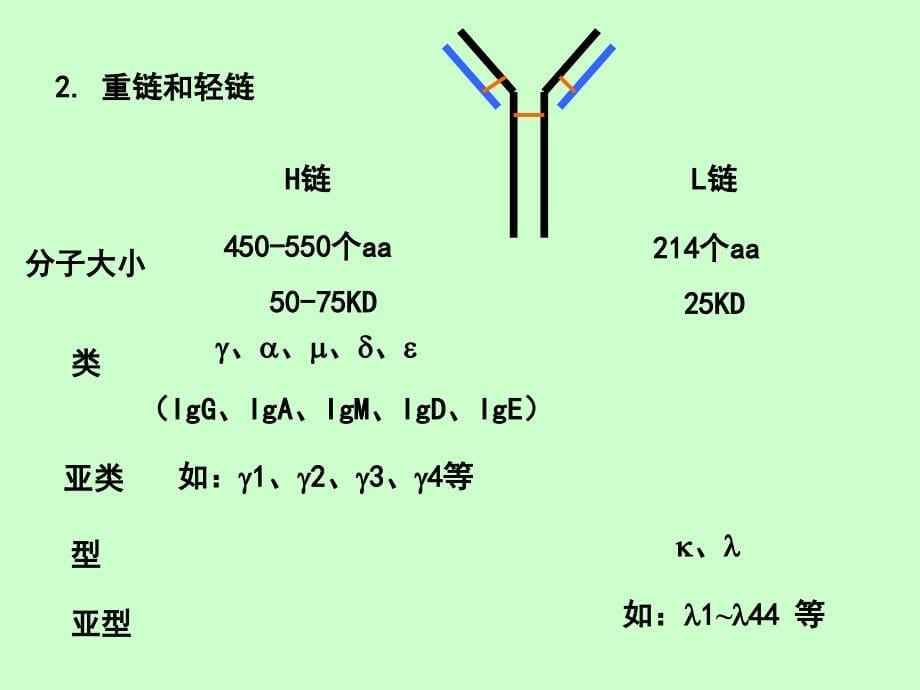 基础医学第3讲_免疫球蛋白课件_第5页