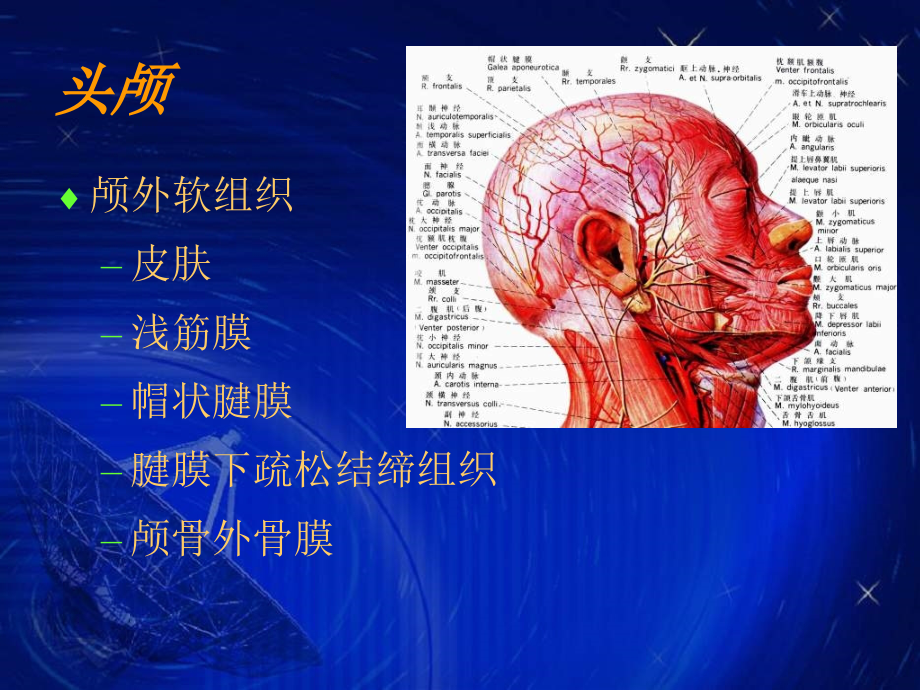 颅脑的影像解剖与常见异常_1课件_第1页