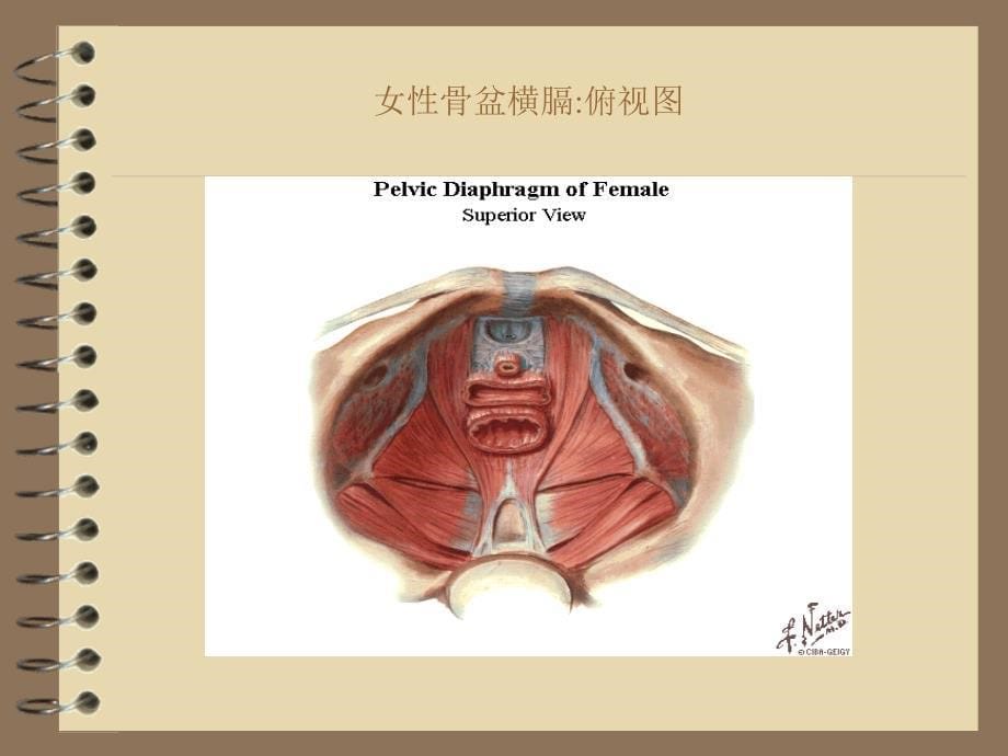 盆底康复重在预防_课件_1_第5页