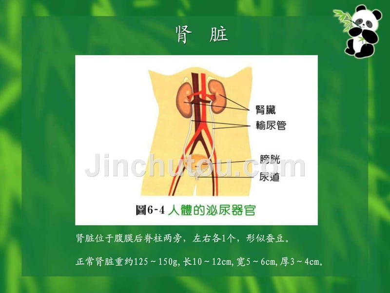 慢性肾脏病_2课件_第2页