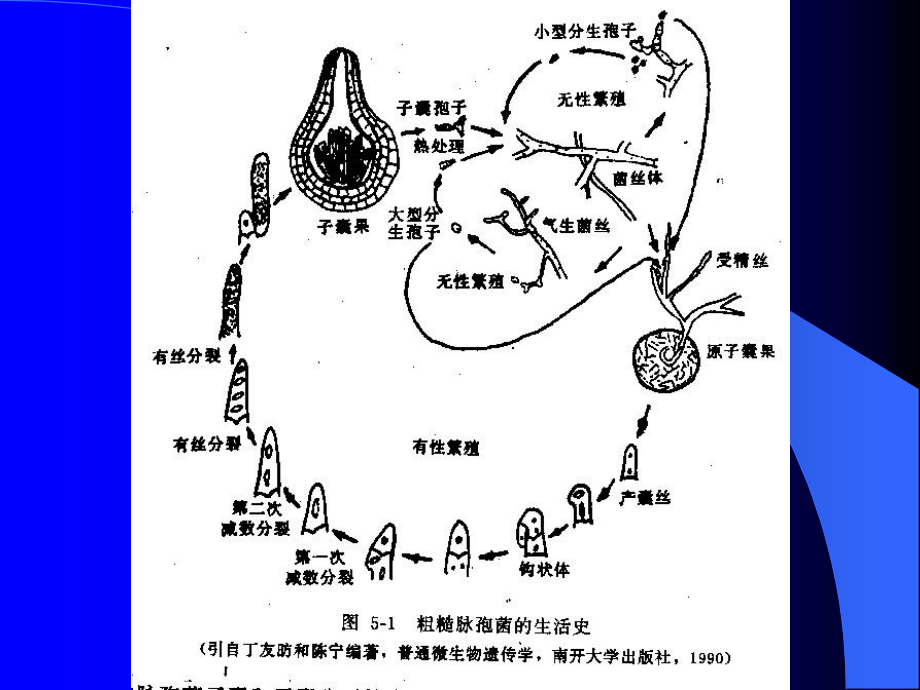 工程安徽大学染色体畸变ppt课件_第4页