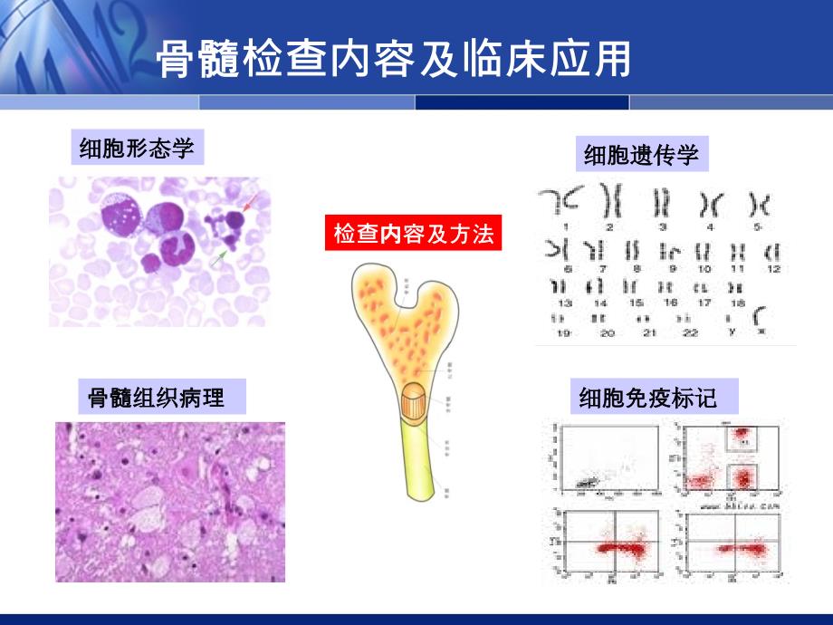 级骨髓细胞学检查ppt课件_第3页