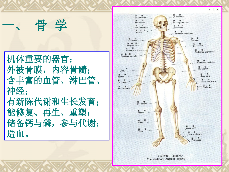 基础医学2版机体的运动系统ppt课件_第2页