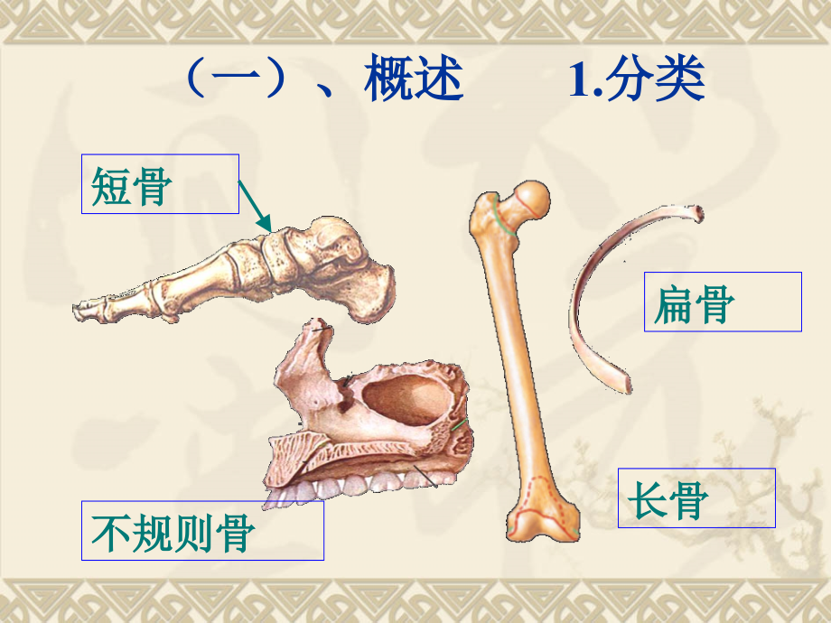 基础医学2版机体的运动系统ppt课件_第4页