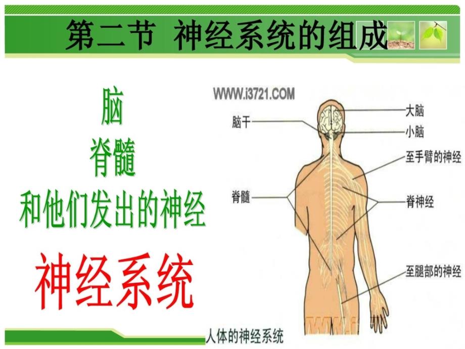 神经系统的组成公开课_2课件_第1页