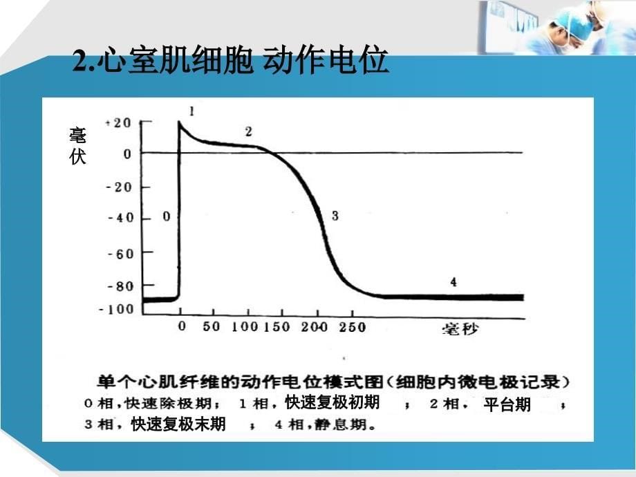 血液循环（一）_第5页