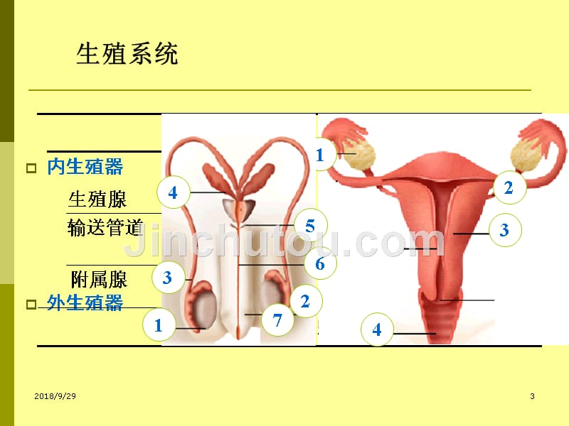 人体的发生与生长发育课件_第3页