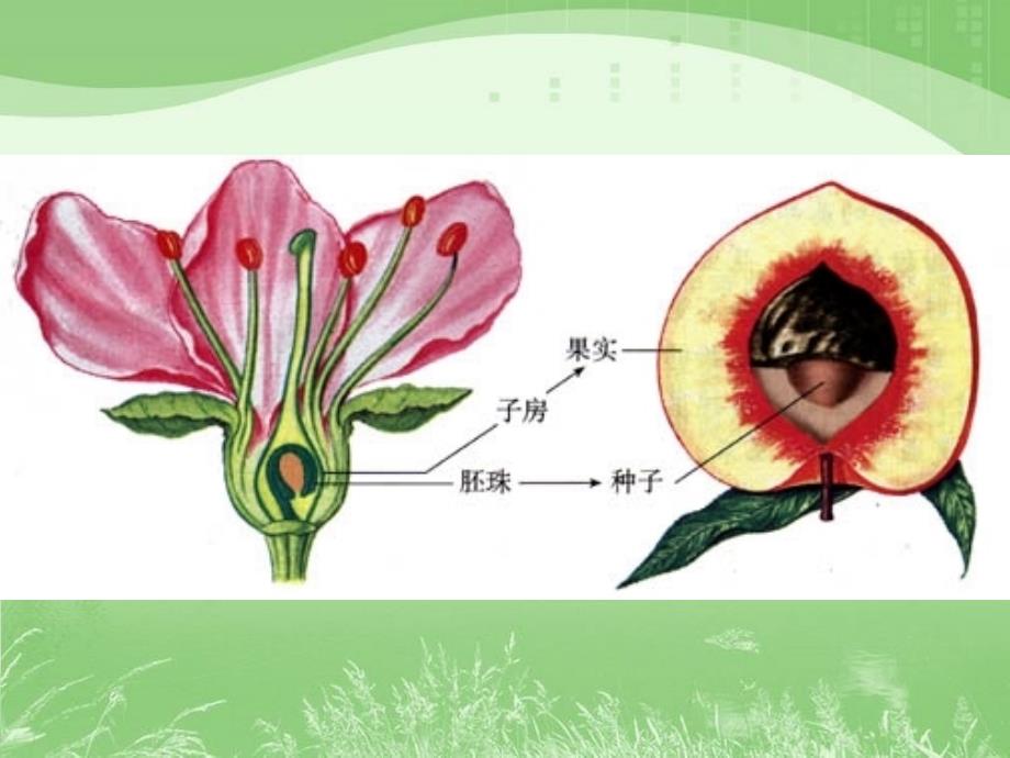 植物的生殖 ppt课件_第4页