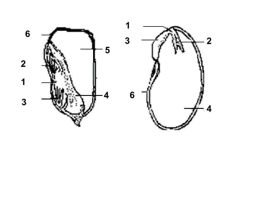 2014初二生物期末复习用_第1页