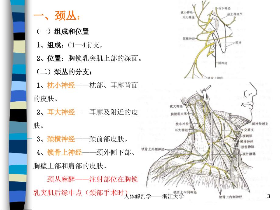 教学课件周围神经系统_脊神经 组成 脑神经 内脏神经第一节 脊神经 （1）_第3页