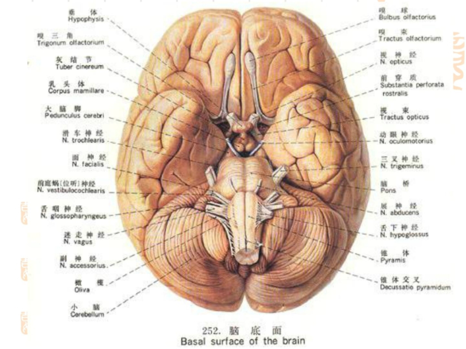 人体组织学与解剖课件_神经系统3小脑间脑和大脑_第2页