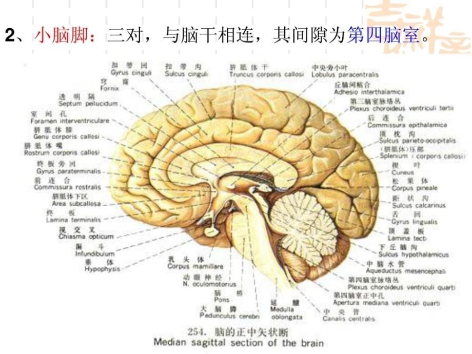 人体组织学与解剖课件_神经系统3小脑间脑和大脑_第5页