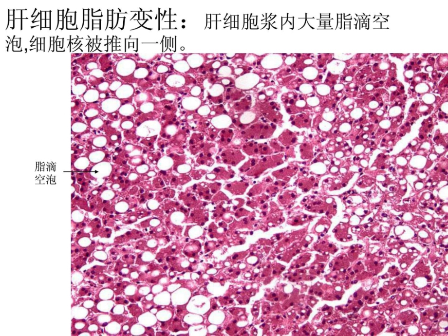 精品病理切片测验最完整版课件_第4页