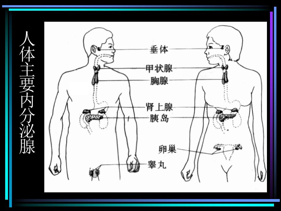 高二生物会考and自主招生内分泌调节ppt课件_第3页