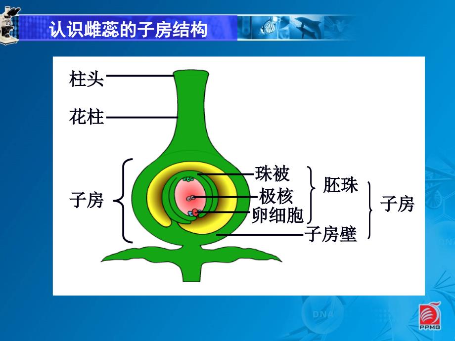 《植物的生殖和发育第课件》初中生物苏科版八年级上册_第4页