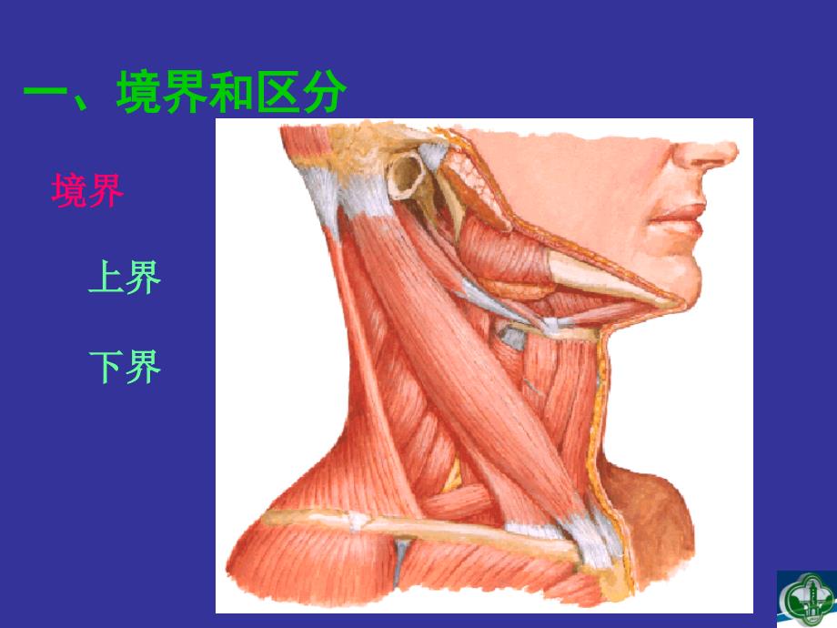 颈部解剖ppt课件_1_第4页